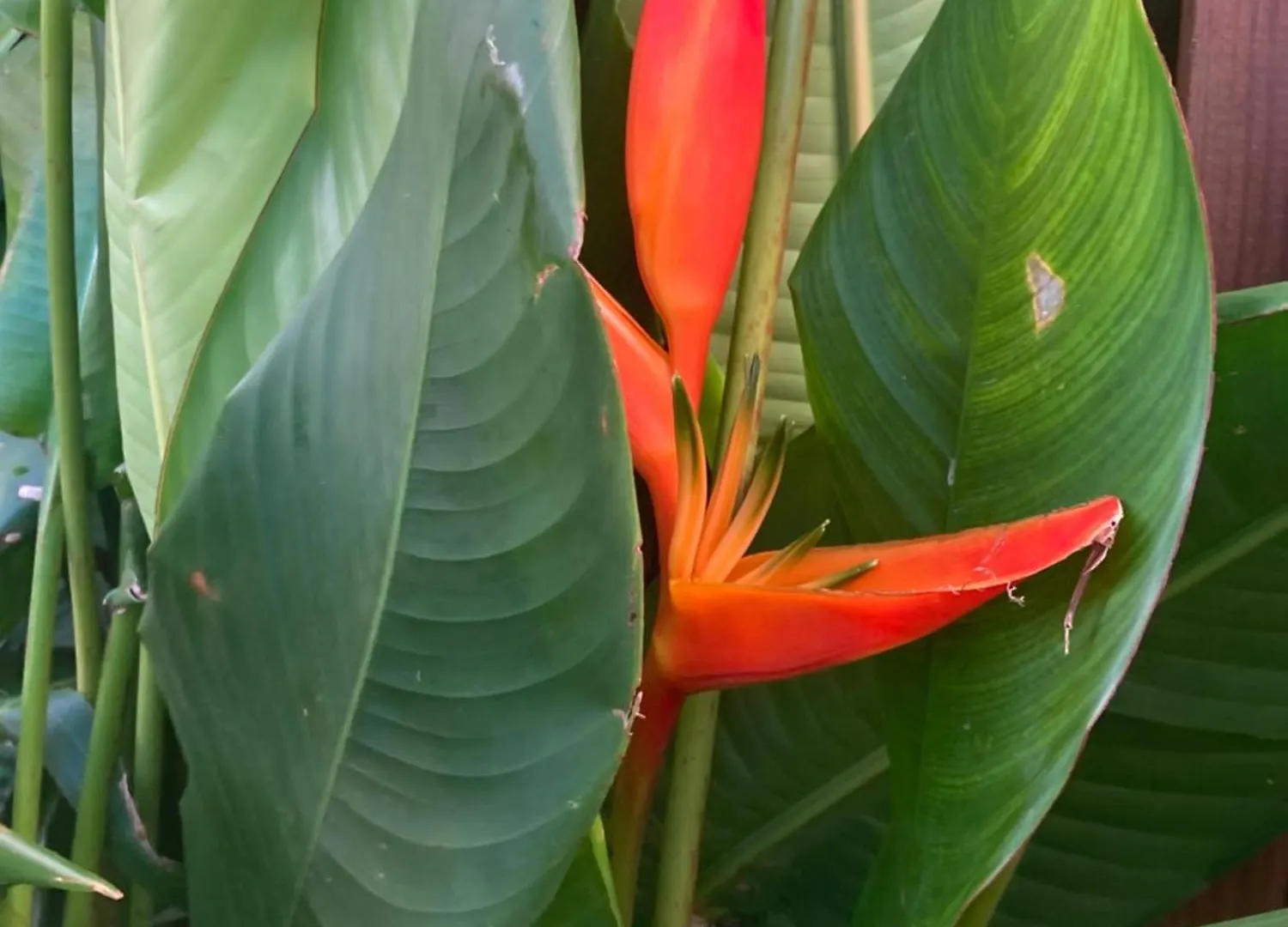 Home Container Resort Feu Sainte-Rose Guadeloupe